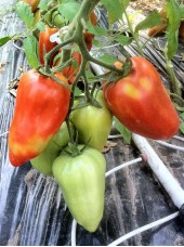 Tomate Andine Cornue Bio de France-500g