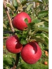 Pomme Allura Bio Alsace France - 1kg (très bonne, juteuse à croquer)